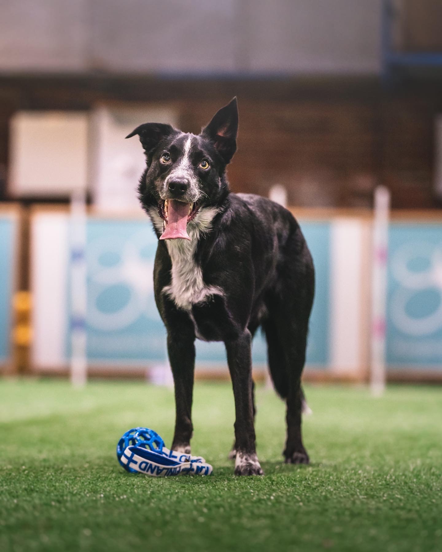 isä: Khaos of Quick Angel