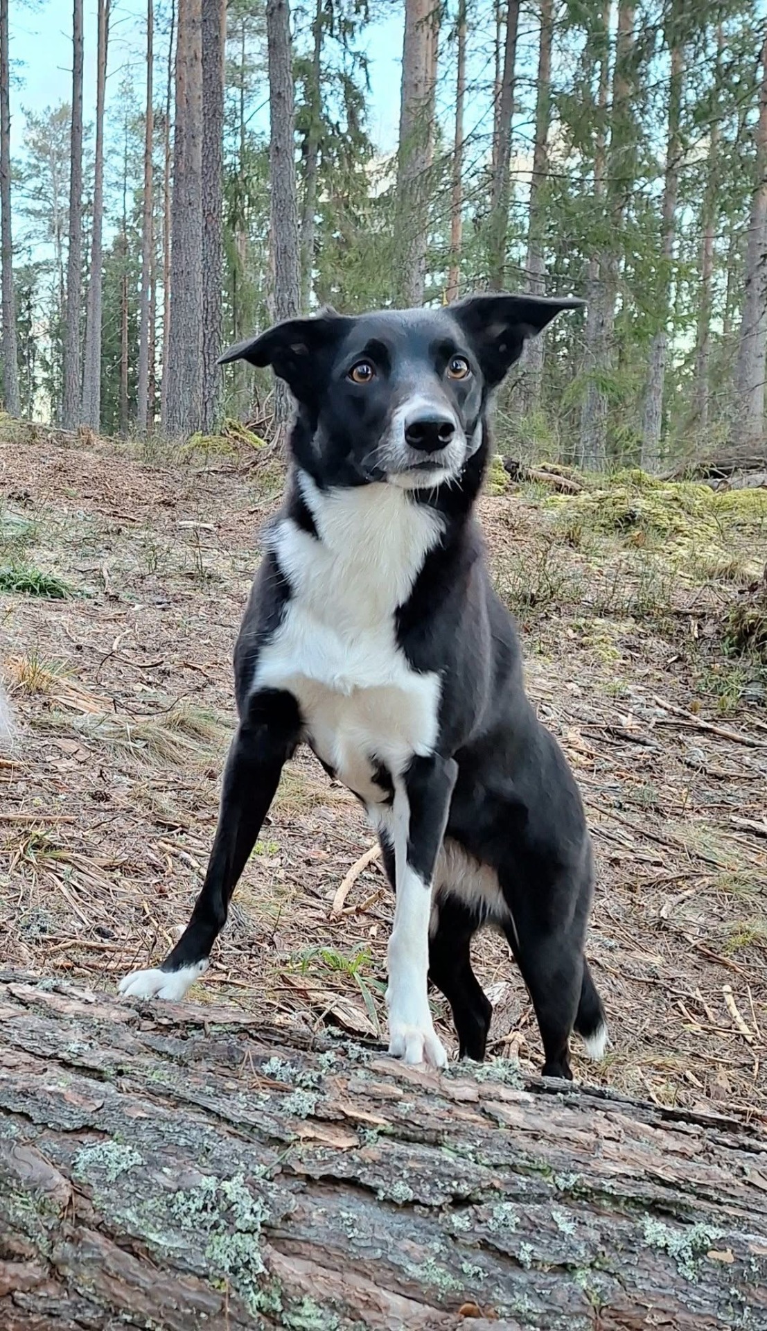 emä: Todellinen Alora